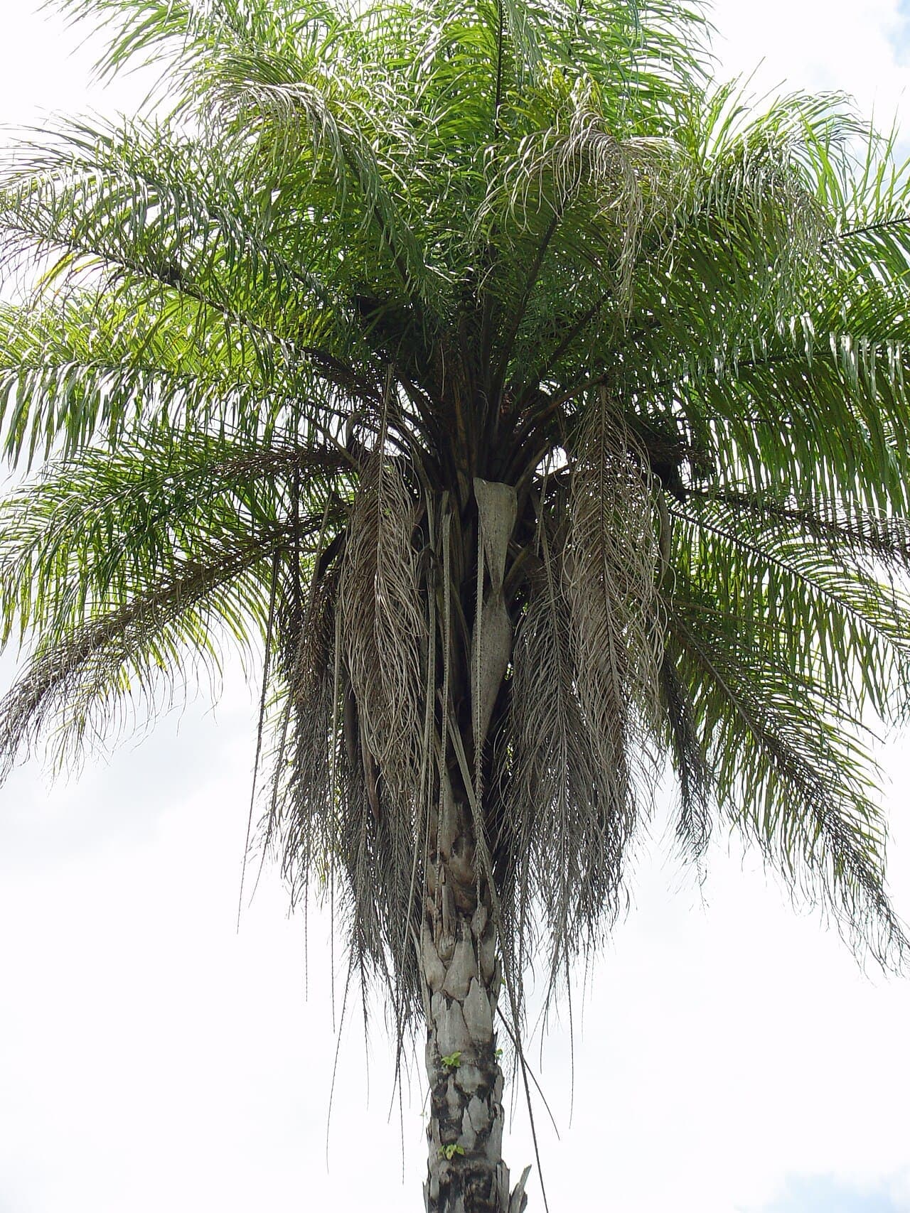 Copa da macaúba vista de baixo, com folhas dispostas em vários planos e folhas secas pendentes junto ao estipe.