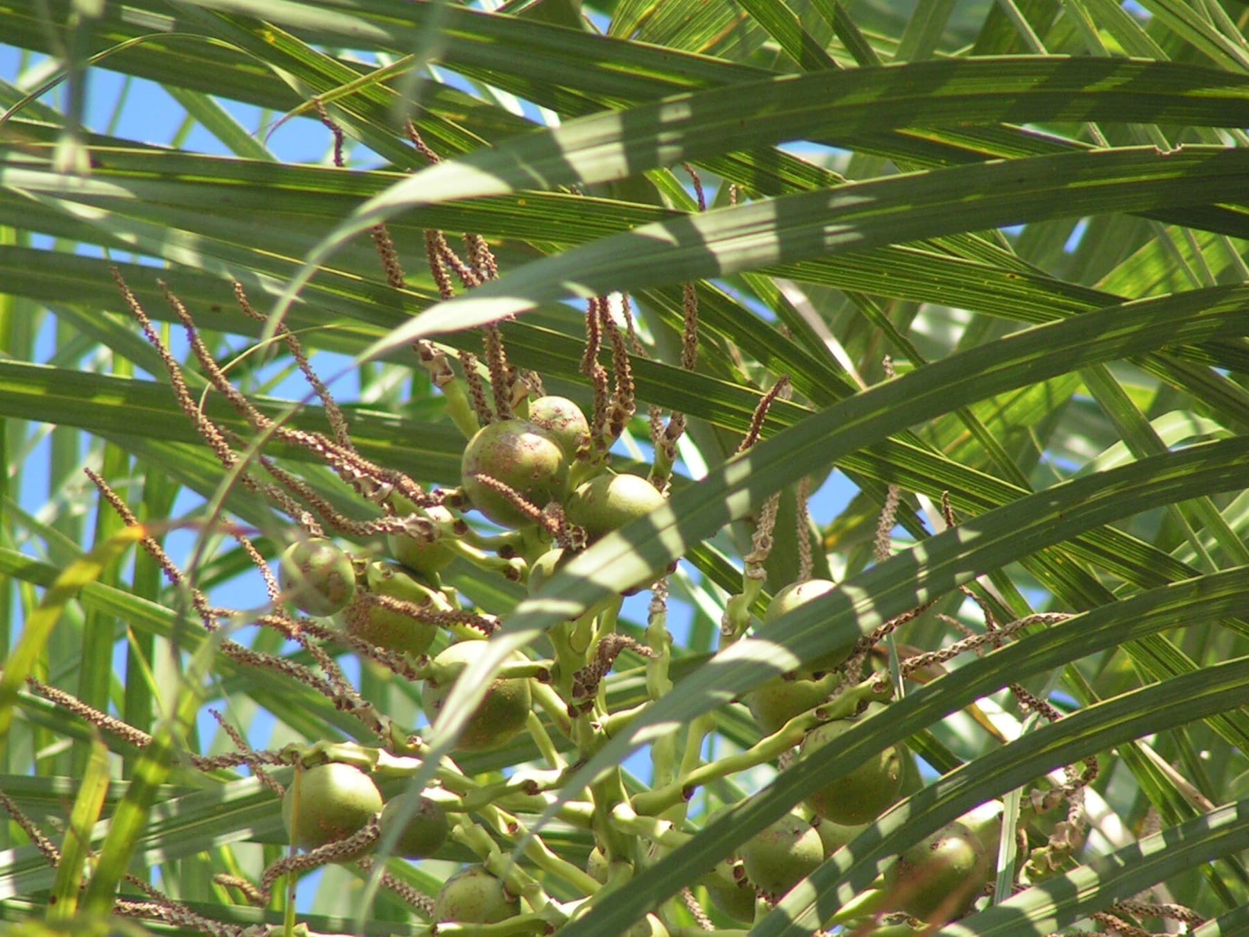 Cacho de frutos de macaúba ainda verdes, arredondados, entre as folhas finas e compridas da palmeira.