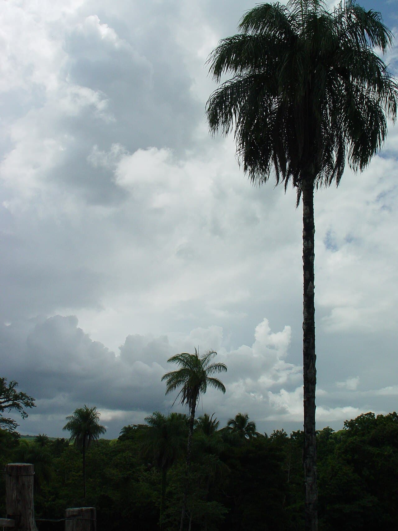Palmeira de macaúba isolada, alta e de estipe fino, contra um céu carregado de nuvens, com mata baixa ao fundo.